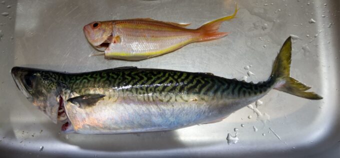 イトヨリダイ, サバ, 釣り, タイラバ, 神奈川県, 三浦郡, 葉山町, ボート釣り