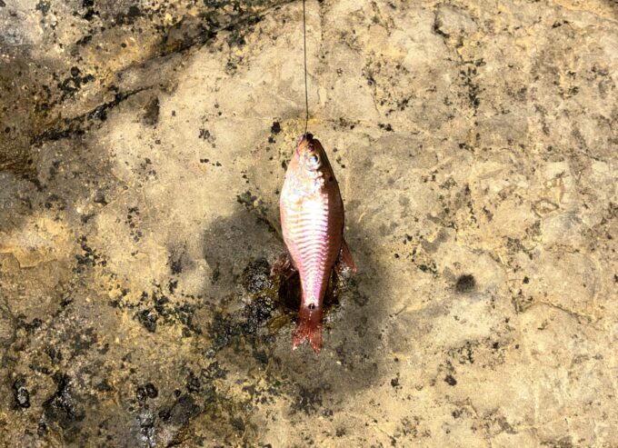 ネンブツダイ, 長津呂崎, 三浦, 城ヶ島, 磯釣り, 釣り