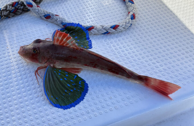 ホウボウ, 釣り, タイラバ, 神奈川県, 三浦郡, 葉山町, ボート釣り